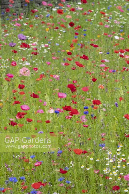 Papaver - Poppies in a wildflower garden