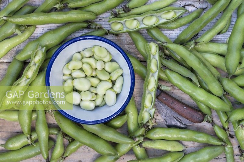 Vicia faba - Harvested Broad beans with a garden knife and bowl
