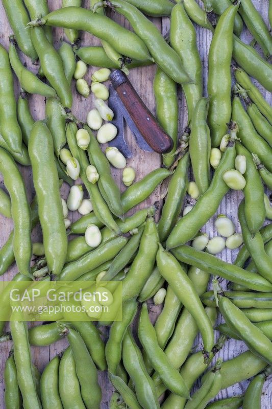 Vicia faba - Harvested Broad beans with a garden knife