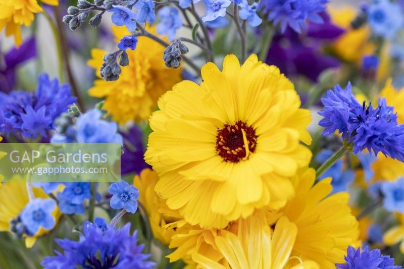 Bouquet containing Calendula 'Art Shades', Coreopsis 'Golden Crown', Salvia viridis 'Blue Monday', Cynoglossum 'Firmament', Centaurea 'Double Blue' - Cornflower and Poppy seed pods