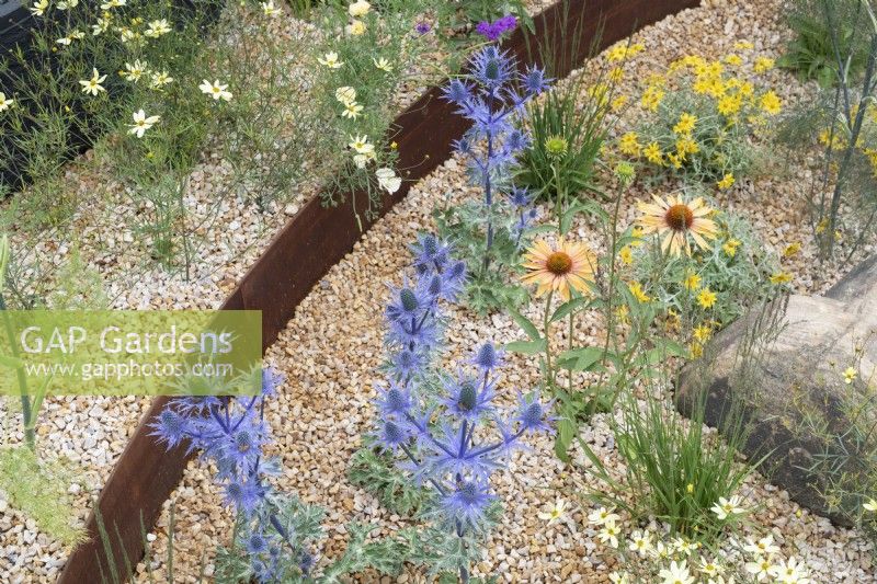 Eryngium x zabelii 'Big blue' and Echinacea 'Big Kahuna' - Coneflower and Sea holly in Over the Wall Garden at RHS Hampton court flower show 2022 - Designed by Matthew Childs