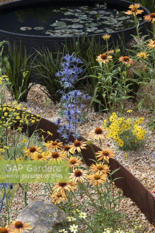 Echinacea 'Big Kahuna' and Eryngium x zabelii 'Big blue' - Coneflower and Sea holly in Over the Wall Garden at RHS Hampton court flower show 2022 - Designed by Matthew Childs