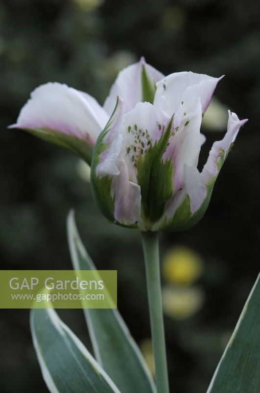 Aphid infestation on Tulipa 'China Town' - Tulip 