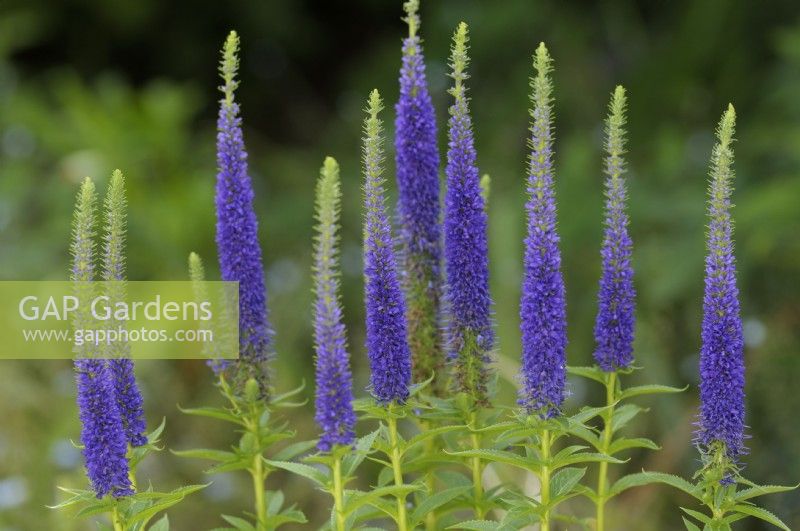 Veronica spicata Royal Candles - spiked speedwell 'Glory'