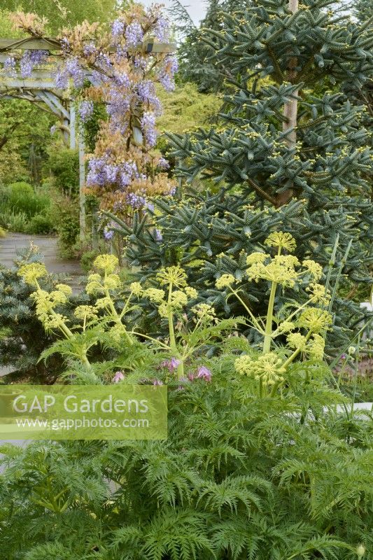 Molopospermum peloponnesiacum with Abies pinsapo 'Aurea' and Wisteria floribunda 'Macrobotrys' growing on a wooden pergola