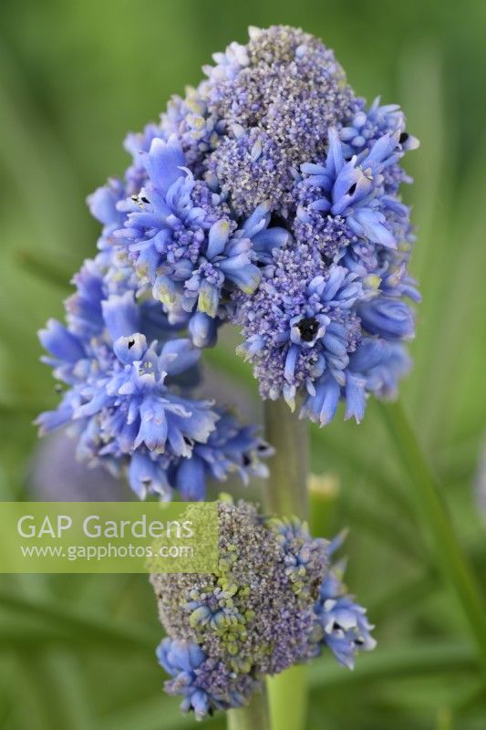 Muscari armeniacum  'Fantasy Creation'  Double flowered Grape hyacinth  Young flower heads partially open  April
