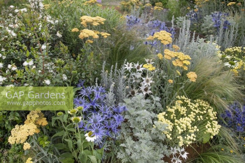 Mixed perennial planting in the RHS Planet-Friendly Garden at RHS Hampton Court Palace Garden Festival 2022