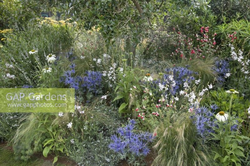 Mixed perennial planting in the RHS Planet-Friendly Garden at RHS Hampton Court Palace Garden Festival 2022