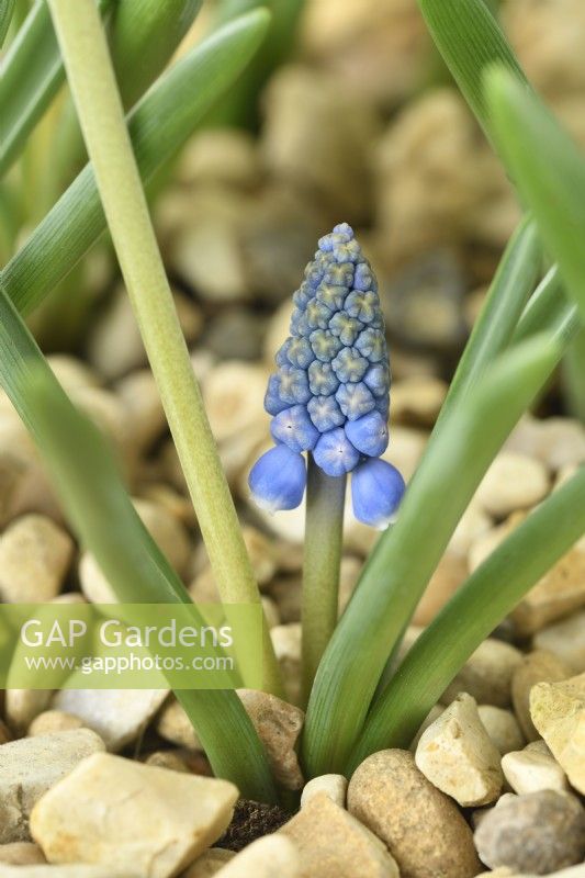 Muscari  'Big Smile'  Grape hyacinth Second flower growing from base of plant in gravel  March
