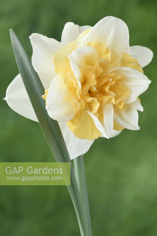 Narcissus  'Sweet Desire'  Daffodil  Div 4  Double  March