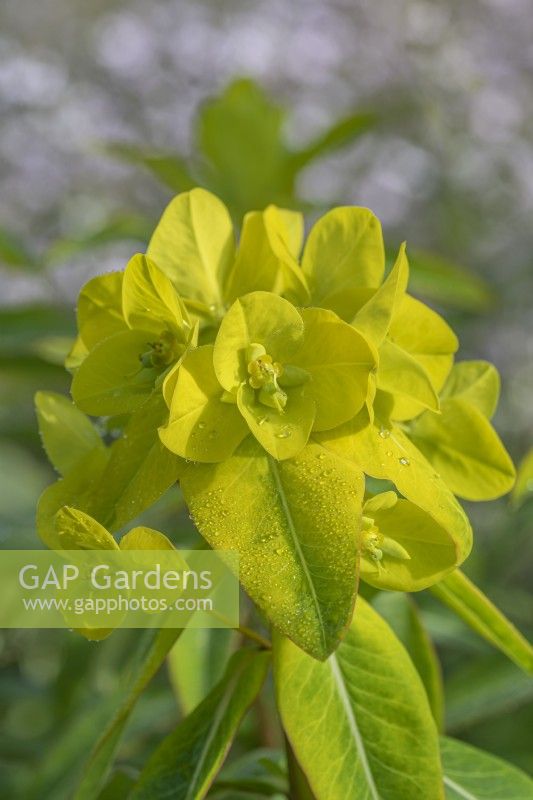 Euphorbia donii 'Amjillasa' flowering in Summer - July