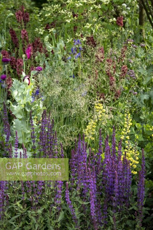 Salvia nemerosa 'Caradonna' at the front of a mixed and intensively planted border.