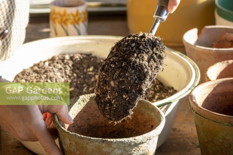 Filling a pot with free draining compost mix with plenty of grit
