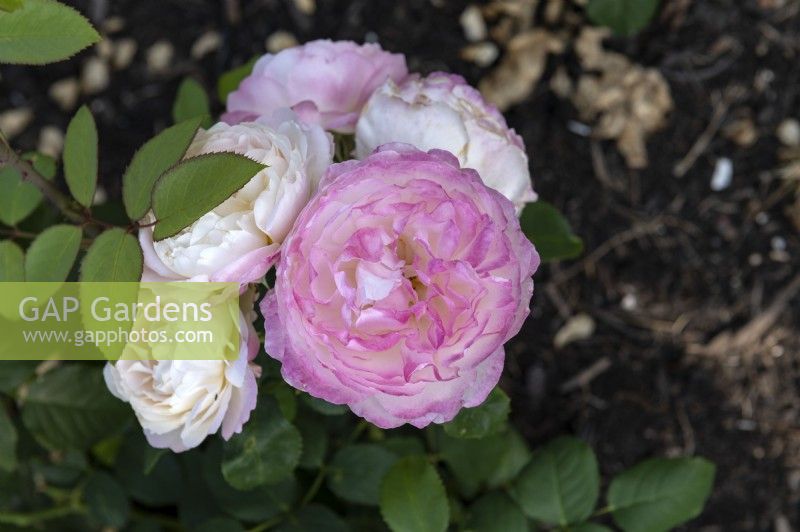 Rosa 'Andre Brichet' rose