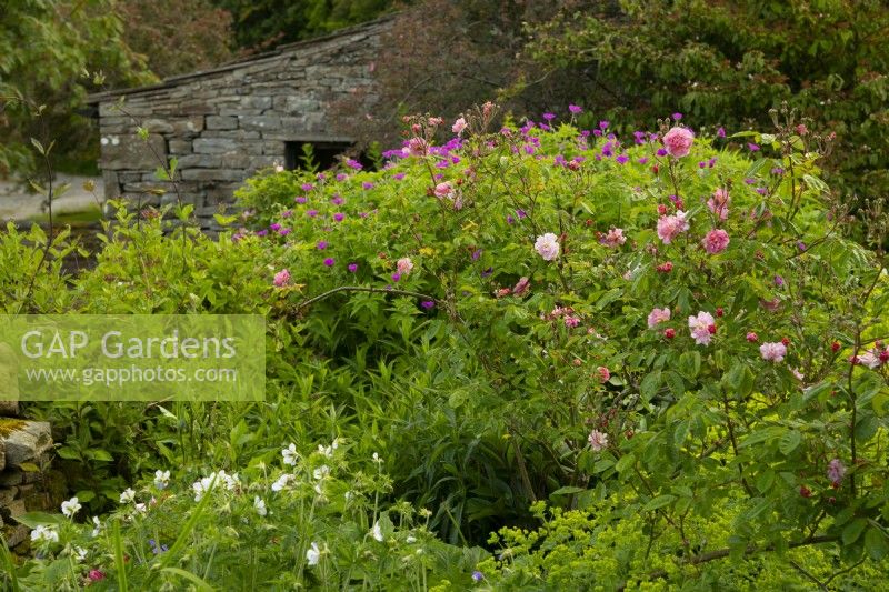 Rosa Bonica and Geranium Psilostemon in front of a stone barn at the White House in Countersett, Yorkshire