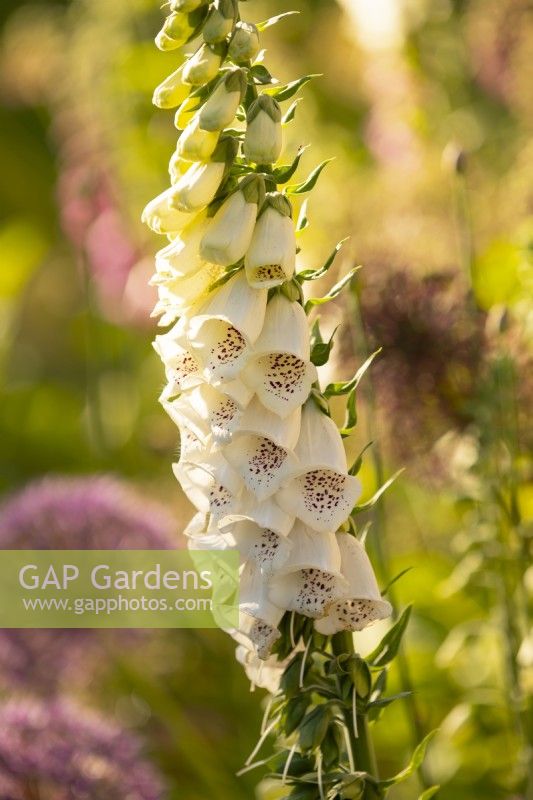 A close-up of Digitalis 'Camelot Cream' in a border at the White House.