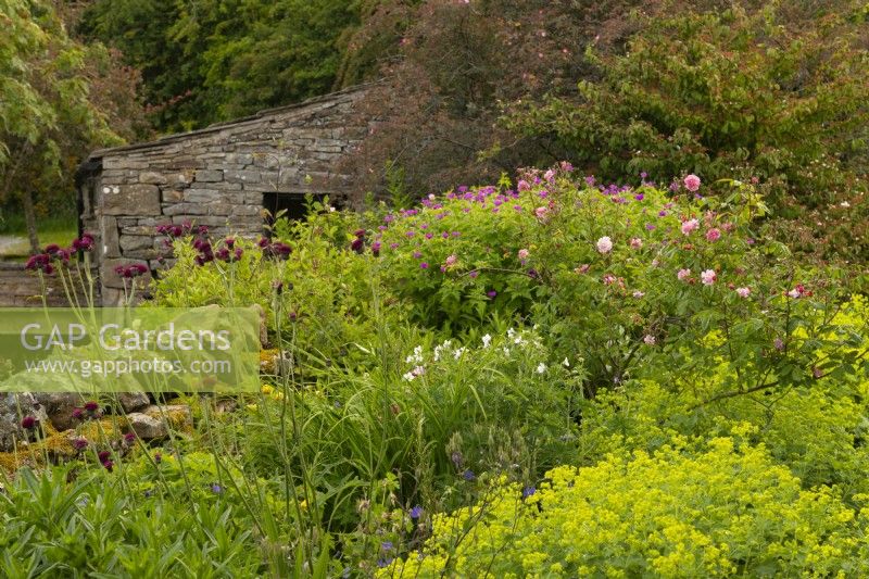 Rosa Bonica, Cirsium rivulare Atropurpurem, Alchemilla mollis and Geranium psilostemon near a stone wall and barn at the White House in Countersett, Yorkshire