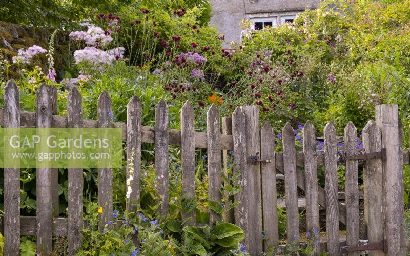 A rustic wooden fence in front of  flower filled herbaceous borders surrounding steps up to the White House, a cottage garden in Countersett, Yorkshire