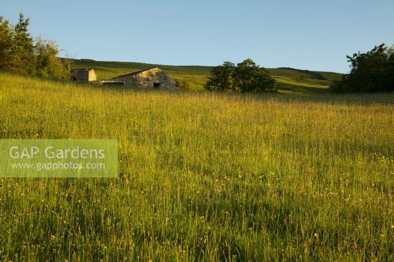 The hay meadow, wildflowers and a stone barn behind the White House