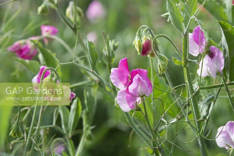 Lathyrus odoratus 'Sicilian Pink' - Sweet pea