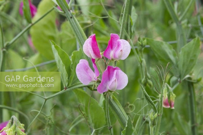 Lathyrus odoratus 'Sicilian Pink' - Sweet pea
