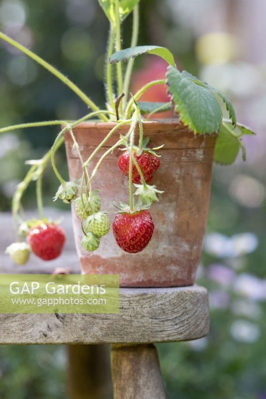 Fragaria x ananassa - Strawberries in a terracotta pot