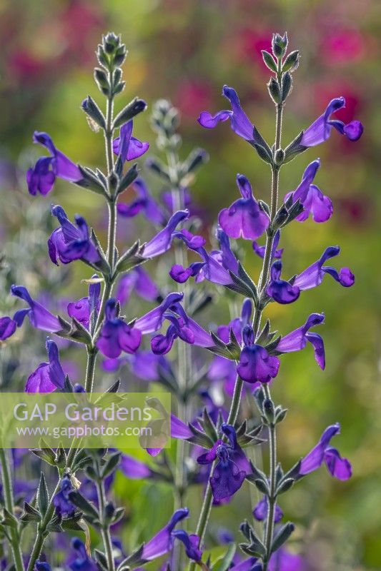 Salvia lycioides flowering in Summer - July