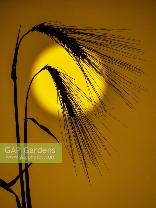 Hordeum vulgare - Barley at sunset