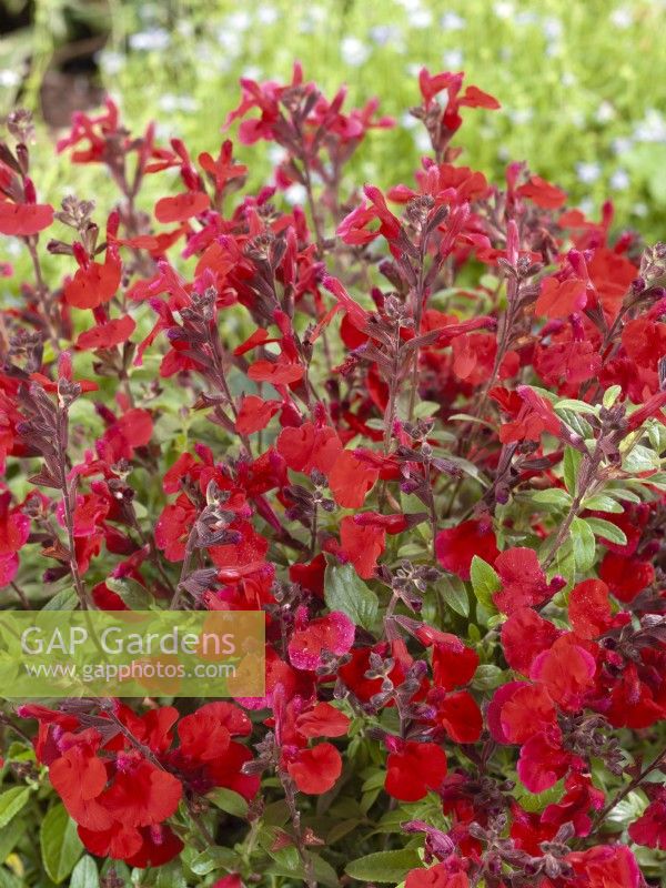 Salvia greggii Balmircher Mirage Cherry Red, autumn September