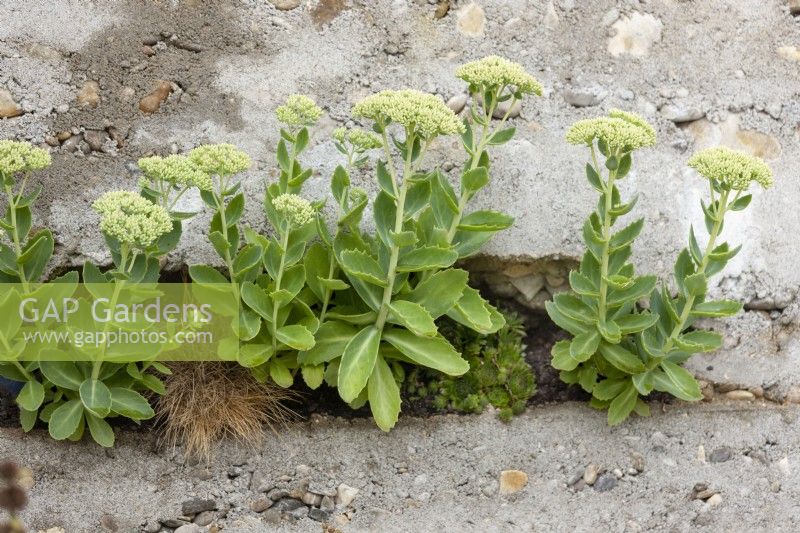 Hylotelephium spectabile - Sedum - plants growing out of a crack in the wall, summer August
