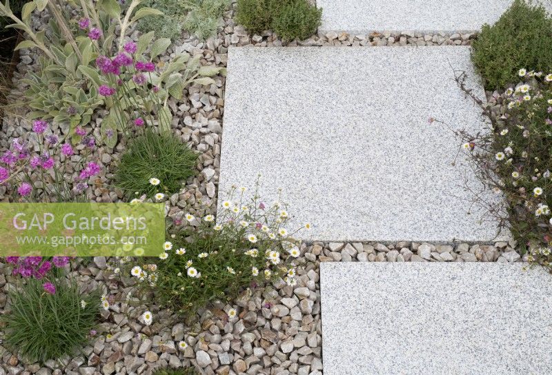 Erigeron karvinskianus and Armeria maritima splendens - Mexican fleabane and Thrift amongst gravel and paving slabs in the Turfed Out garden at RHS Hampton court flower show 2022 - Designed by Hamzah-Adam Desai