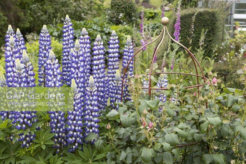 Lupins The Governor grow next to Rosa Scepter'd Isle. Lewis Cottage, NGS Devon garden. Spring.