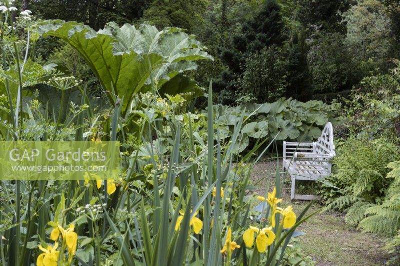 A wooden bench besides yellow water iris, Iris pseudacorus, butterbur, petasites hybridus and giant rhubarab, Gunnera manicata.  Lewis Cottage, NGS Devon garden. Spring.