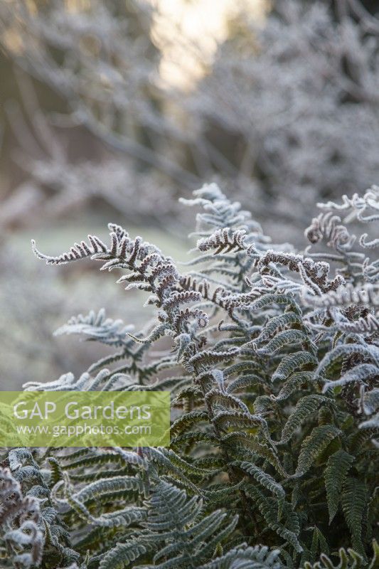 Dryopteris wallichiana - alpine wood fern - January