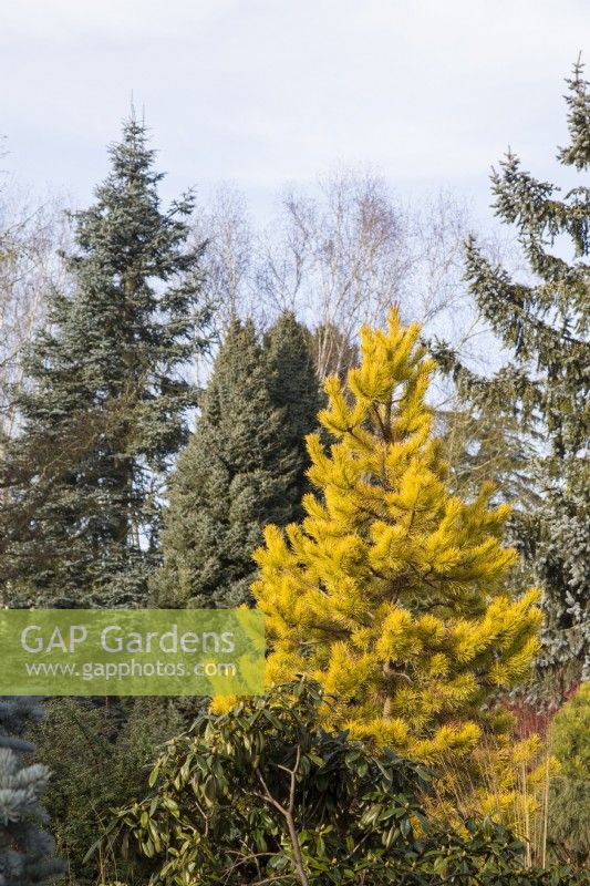 25-year-old Pinus contorta 'Chief Joseph' with Abies procera 'Glauca' and Picea omorika 'Nana' - January

Foggy Bottom, The Bressingham Gardens, Norfolk, designed by Adrian Bloom.