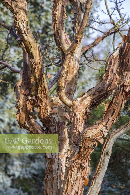 Acer griseum - paperbark maple - January