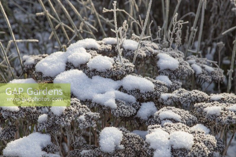 Hylotelephium 'Herbstfreude' in snow - stonecrop - January
