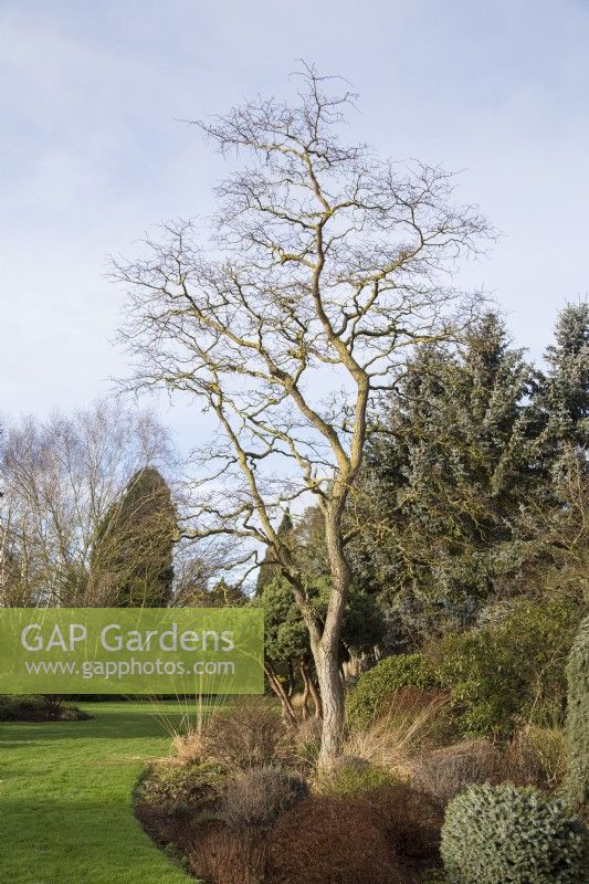 Robinia pseudoacacia 'Lace Lady' - January

Foggy Bottom, The Bressingham Gardens, Norfolk, designed by Adrian Bloom.