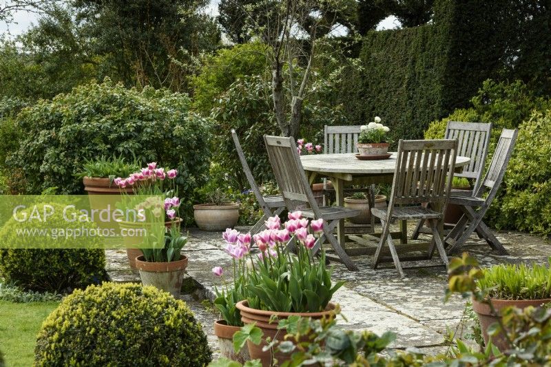Seating area on a terrace edged with pots of Tulipa 'Cummins' in April