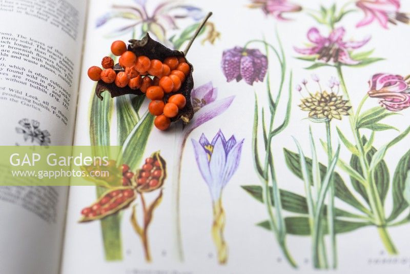 Seedpod of Iris foetidissima beside its illustration on the page of a wild flower book