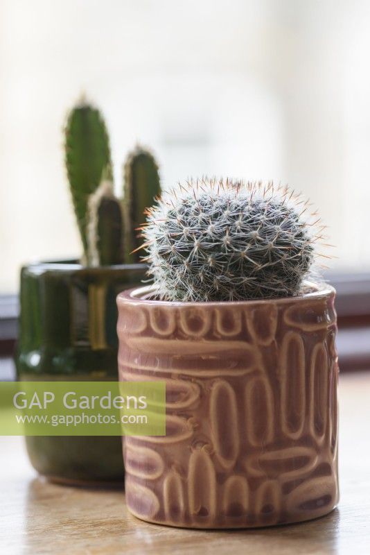 Two small ceramic pots of cacti on a windowsill including Mammillaria hahniana.