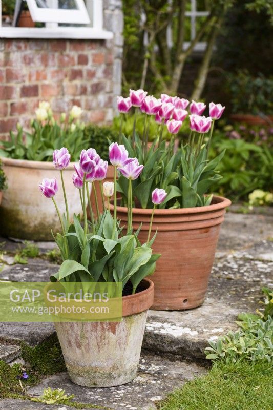 Tulipa 'Cummins' in April in pots on a terrace