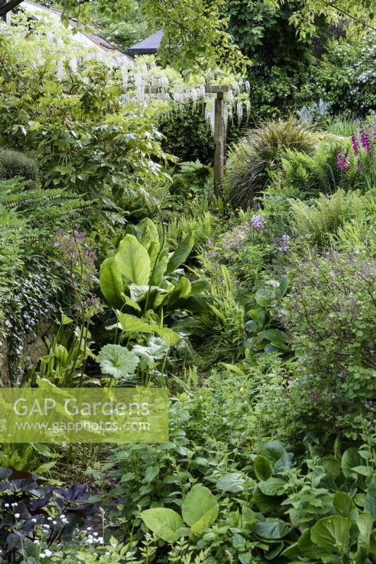 East Lambrook Manor in May with lush planting including ferns, Fatsia japonica and white wisteria