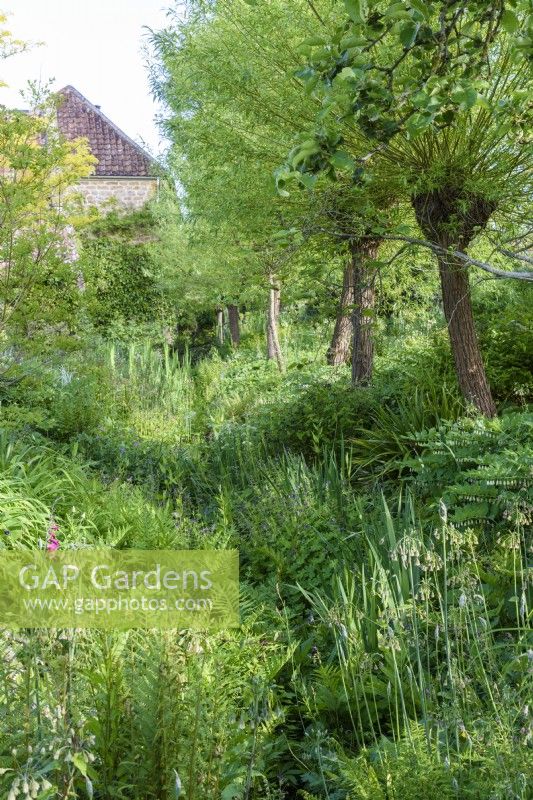 The Ditch at East Lambrook Manor Garden in May