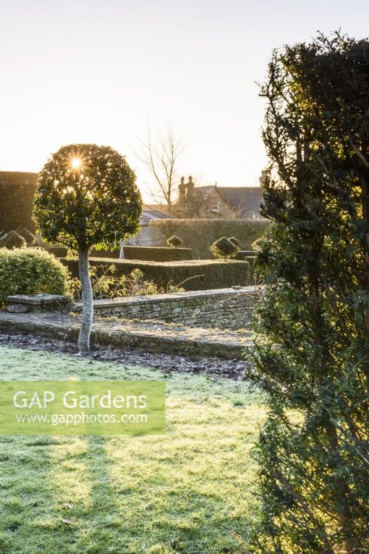 Standard clipped Prunus lusitanica, Portuguese laurel, filters morning sun in a formal garden in winter