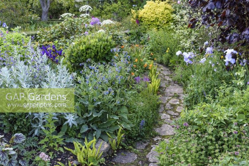 Path through densely planted borders at East Lambrook Manor Garden in May