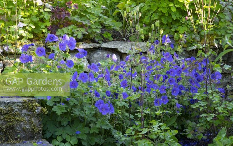 A blue Hardy Geranium growing along the steps in the cottage garden at the White House in Countersett, Yorkshire