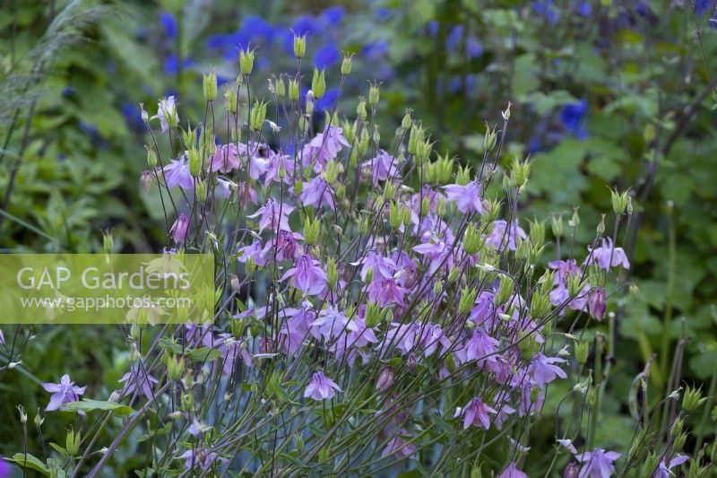 Aquilegia vulgaris along the front steps at the White House in Countersett, Yorkshire