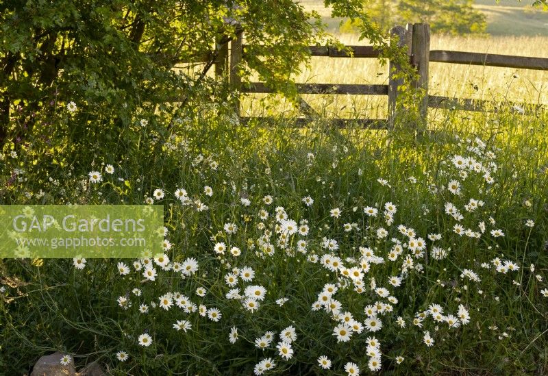 Leucanthemum vulgare - Ox Eye Daisy next to a fence and hay meadow