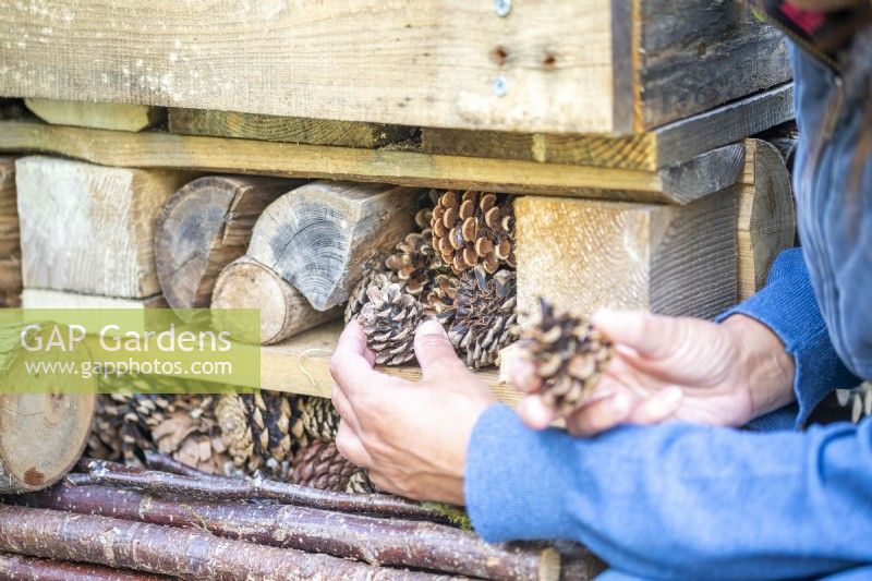 Woman placing pinecones in the gaps of the bug hotel